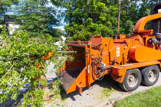 Large Tree Removal in Sunny Isles Beach, FL